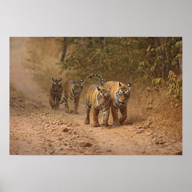 Poster Royal Bengal Tigers em movimento, Ranthambhor (Frente)
