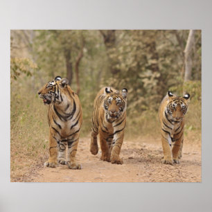 Poster Royal Bengal Tigers on the track, Ranthambhor