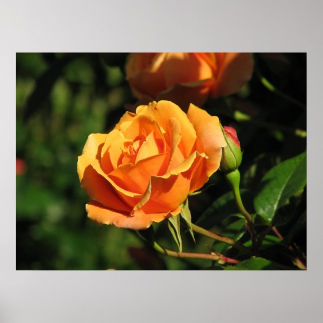 Póster Royal Sunset Hybrid Tea Rosa 016 (Frente)