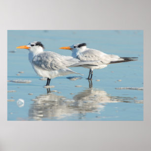 Póster Royal Terns na praia