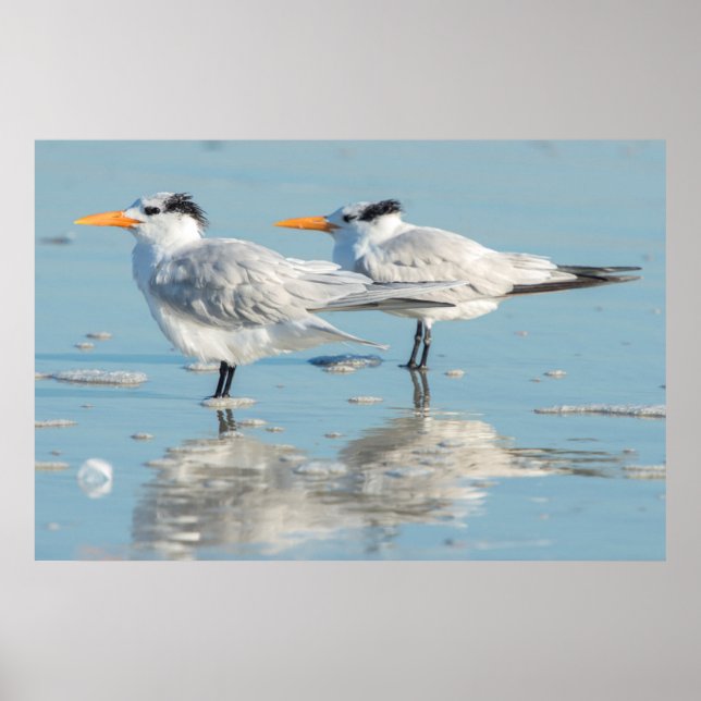 Póster Royal Terns na praia (Frente)