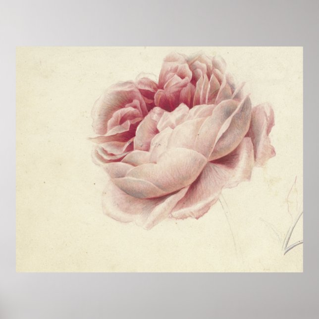 Poster Roze Roos (1792) - Eterno Vintage Arte Botânica (Frente)