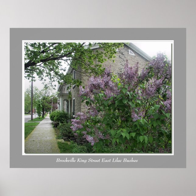 Póster Rua Brockville King East Lilac Bushes (Frente)