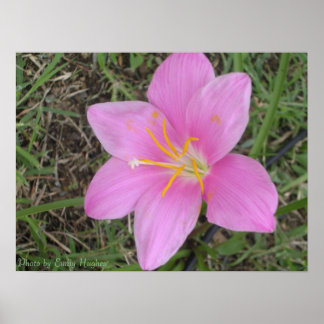 Poster Rua. Croix Flower