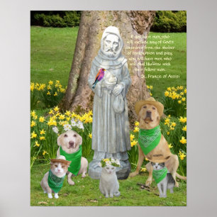 Póster Rua. Francis Cotação