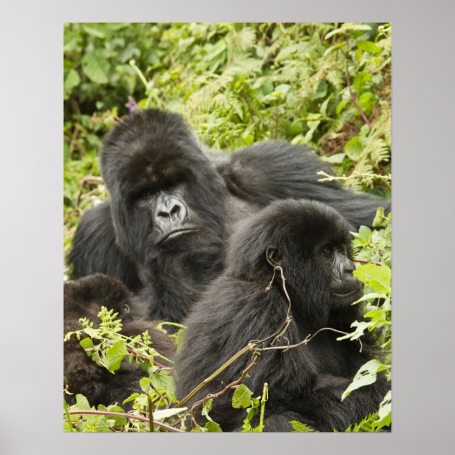 Póster Ruanda, Parque Nacional dos Vulcões. Montanha (Frente)