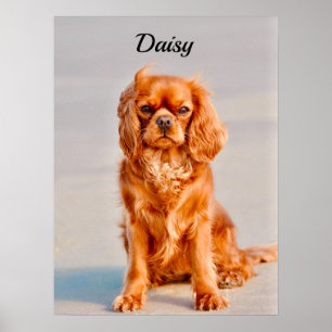Poster Ruby Cavalier King Charles Spaniel Dog