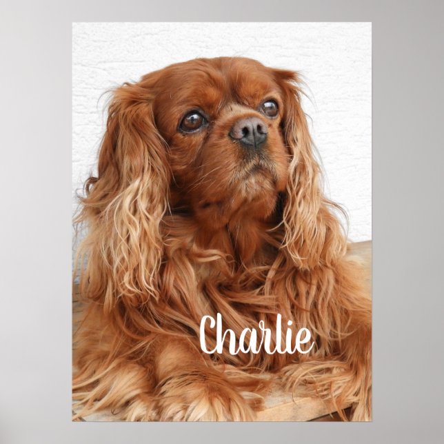 Poster Ruby Cavalier King Charles Spaniel Dog (Frente)