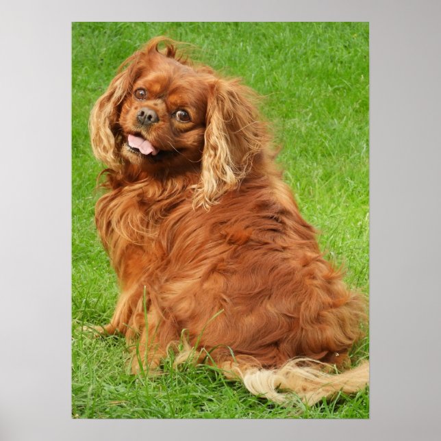 Poster Ruby Cavalier King Charles Spaniel Dog (Frente)