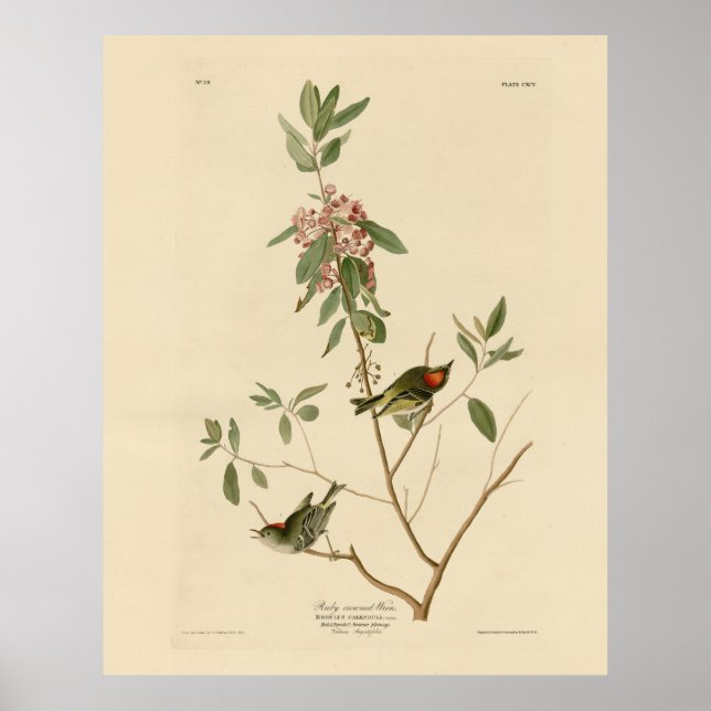 Poster Ruby coroado Wren (Kinglet) Audubon Birds América (Frente)