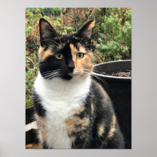 Poster Ruby The Big Kitten, 20 meses