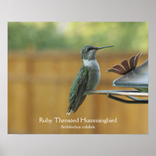 Póster Ruby Throated Hummingbird
