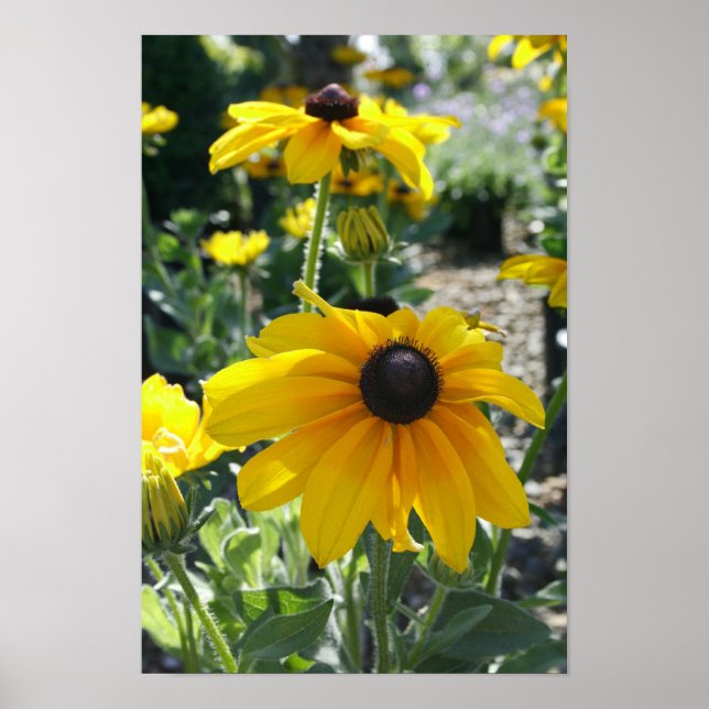 Póster Rudbeckia Bloom (Frente)