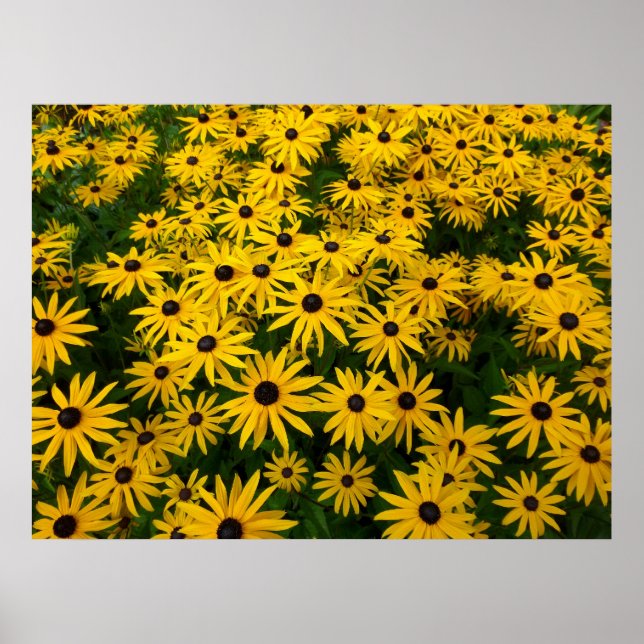 Poster Rudbeckia Hirta (Susanos de Olhos Negros) (Frente)