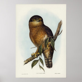 Poster Rufous Owl por Elizabeth Gould