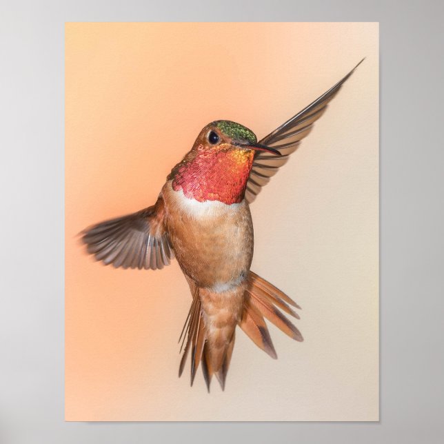 Poster Rufus Hummingbird em uma mangueira espantosa (Frente)