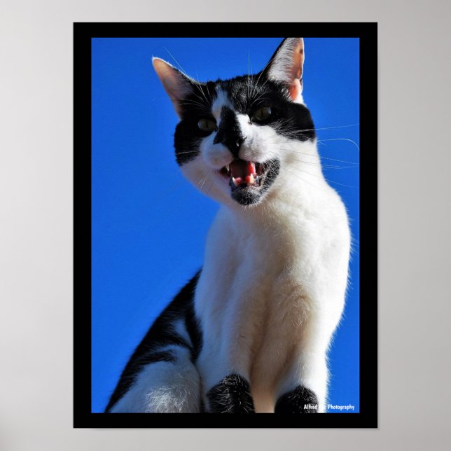Poster Rugido do Gato Doméstico (Frente)