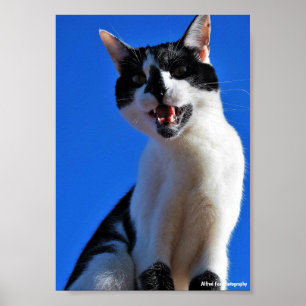 Poster Rugido do Gato Doméstico