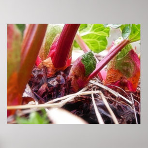 Póster Ruibarbo que Sprouting na primavera o jardim