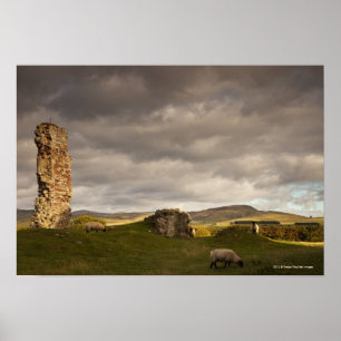 Póster Ruínas do castelo de Cessford com os carneiros qu