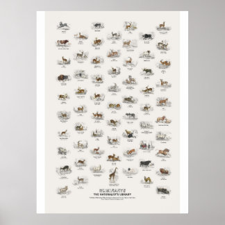 Poster Ruminantes - Biblioteca do Naturalista
