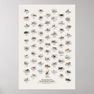 Poster Ruminantes - Biblioteca do Naturalista
