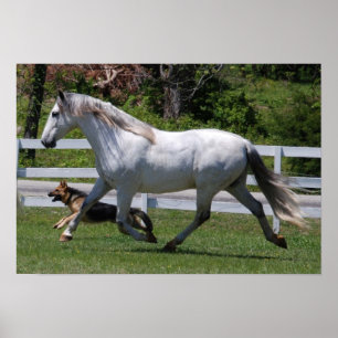 POSTER RUNNING DO CAVALO & DO CÃO