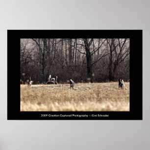 Poster Running do Whitetail