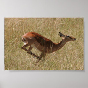 Póster running thompson's gazelle