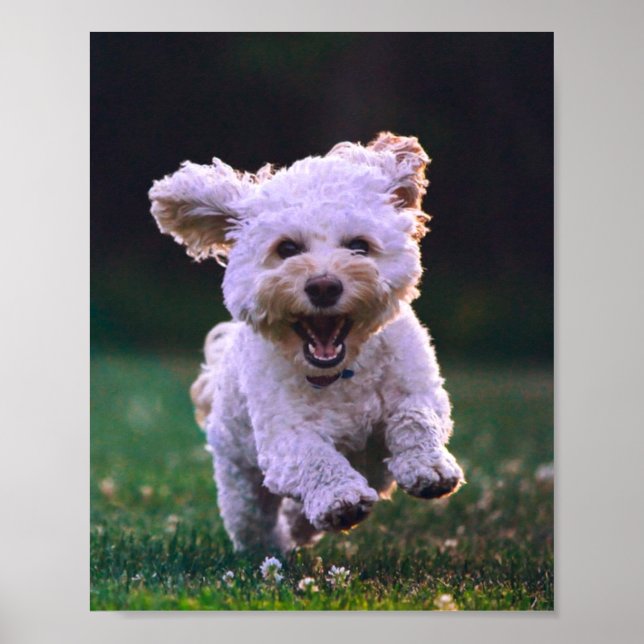 Poster Running White Poodle Cute Dog (Frente)