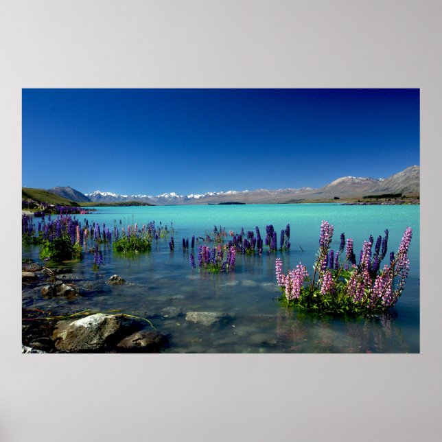 Poster Russell Lupins no Lago Tekapo, Nova Zelândia (Frente)
