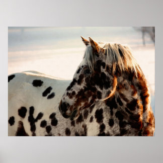 Poster Rusty the Appaloosa
