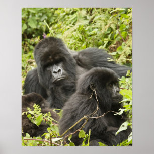 Póster Rwanda, parque nacional dos vulcões. Montanha