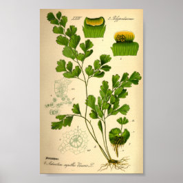 Poster S. Maidenhair Fern (Adiantum capillus-veneris)