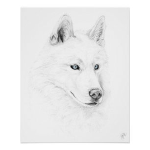 Póster Saber A Siberian Husky Desenhando Olhos Azuis