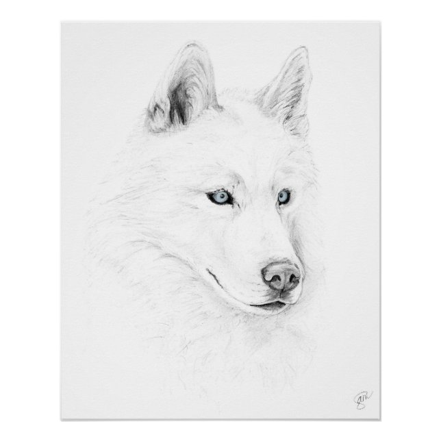 Póster Saber A Siberian Husky Desenhando Olhos Azuis (Frente)