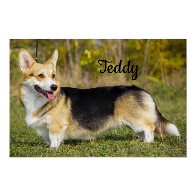 Póster Sable Cardigan Welsh Corgi (Frente)