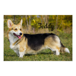 Póster Sable Cardigan Welsh Corgi Dog
