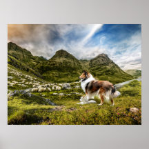 Sable Rough Collie e Lamb herding Sheep -