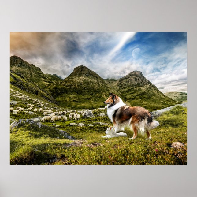 Poster Sable Rough Collie e Lamb herding Sheep - (Frente)