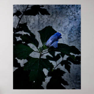 Poster Sacramento Califórnia Rosa Azul de Sharon Broto Hu