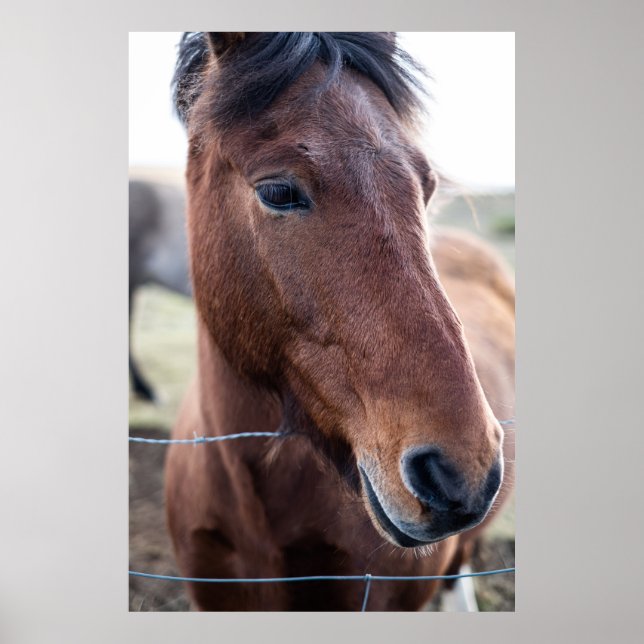POSTER SAD HORSE (Frente)