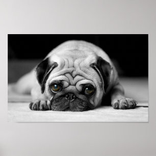 Poster Sad Pug