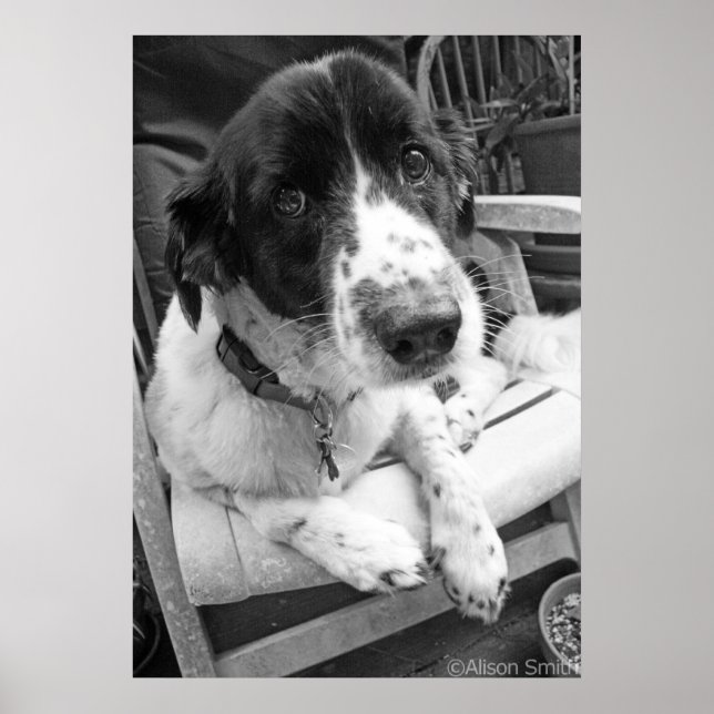 Póster Sad Puppy (Frente)