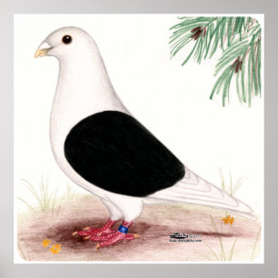 Póster Saddle Homer Pigeon