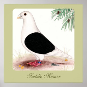 Póster Saddle Homer Pigeon