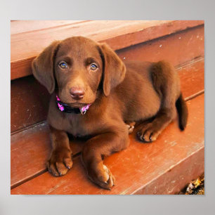 Póster Sadie o chocolate Labradoodle