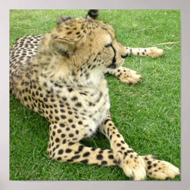 Póster Safari Africa Adorável Charme de Gato Cinto (Frente)
