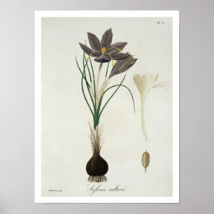 Póster Saffron Crocus do 'Phytographie Medicale' por Jos