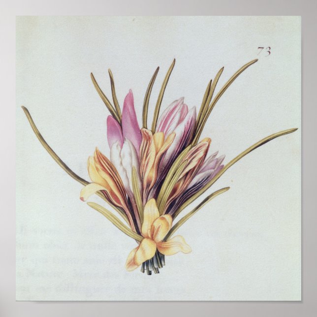 Póster Saffron ou Crocus, de 'La Guirlande de Julie' (Frente)